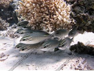 Coral fish 5